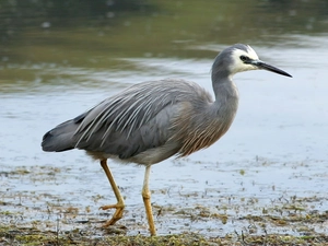 White-faced Heron, marshland