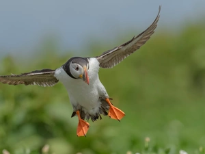 Bird, flight, wings, Maskonur