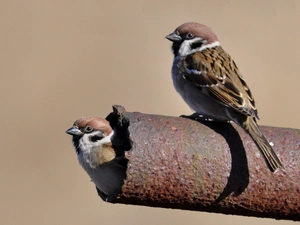 Sparrows, rusty, tube, Mazurkas