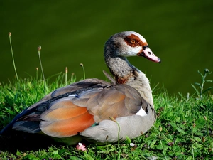 duck, Wildflowers, Flowers, Meadow