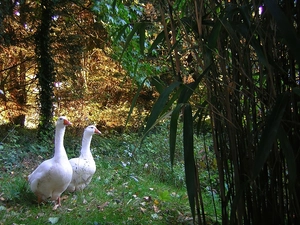 geese, trees, viewes, Meadow