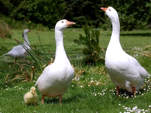 Meadow, geese