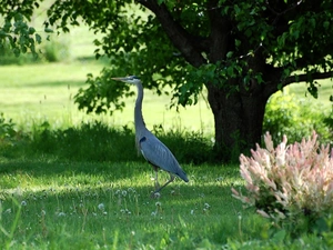 Meadow, heron