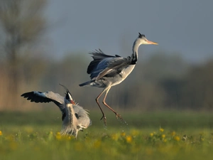 Meadow, herons