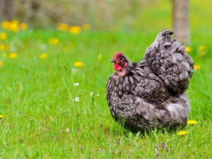 Meadow, chicken, home