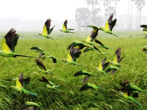 Meadow, herd, parrots
