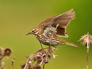 pipit, stalks, grass, meadow
