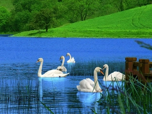 Meadow, lake, Swan