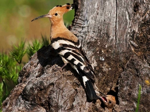 viewes, Meadow, trunk, trees, booby
