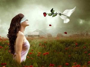 rose, Meadow, Women, pigeon, fantasy