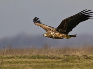 eagle, flight, wings, medows