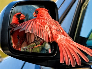 mirror, Bird, cardinal