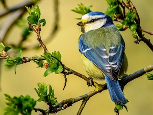 tit, twig, Spring, Modra