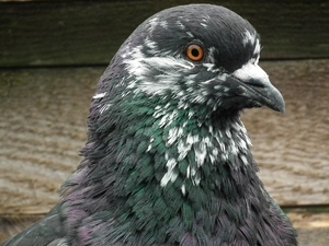 Mondain, birds, pigeon