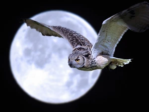 moon, owl, Barn