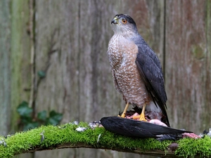 Moss, falcon, branch