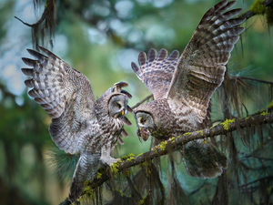 Two, owls of moss, branch, Owls