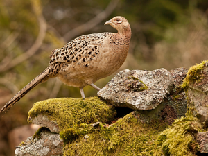 Moss, pheasant, Stones