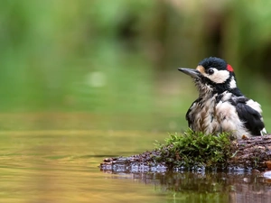 snag, Moss, woodpecker, water, Bird