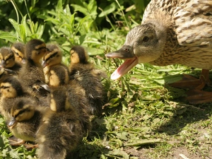 mother, duck