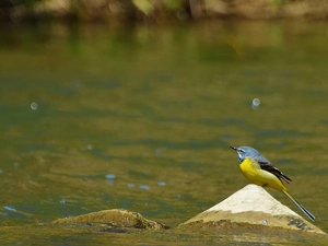 wagtail, Stone, water, Mountain