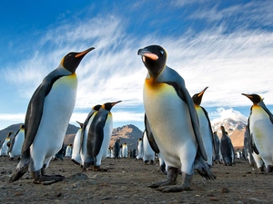 Mountains, team, penguins