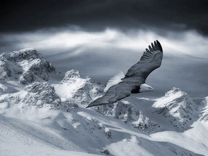 Mountains, eagle, snow