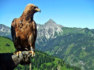 woods, Eagle Front, Mountains