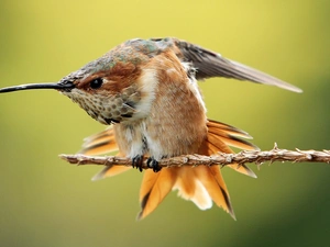 mouth, Hummingbird, long
