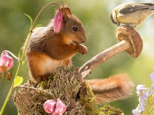 squirrel, Mushrooms, Flowers, Great Tit