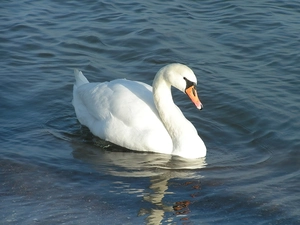 mute Swan