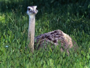 neck, ostrich, long