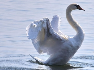 neck, Swans, wings