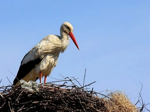 nest, stork, ##