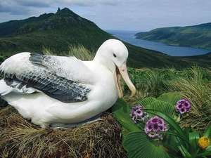 nest, Meadow, albatross