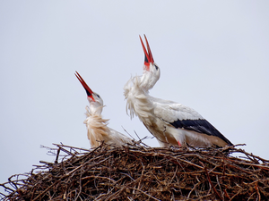 birds, nest, branch pics, Storks