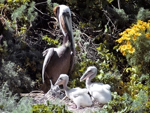 nest, pelicans, chick