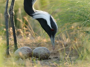 crane, eggs, grass, nest