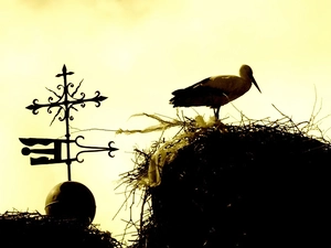 nest, stork