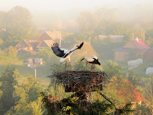 nest, birds, Storks
