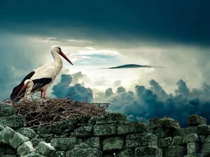 Storks, wall, clouds, nest