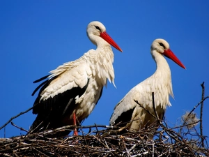 nest, Steam, storks