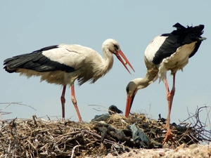 nest, Storks