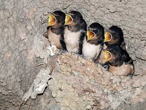 nest, birds, swallow