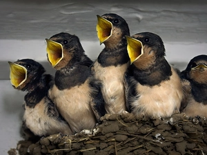 nest, chick, swallow