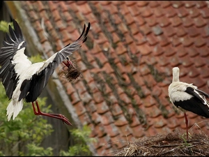 the roof, Storks, nest