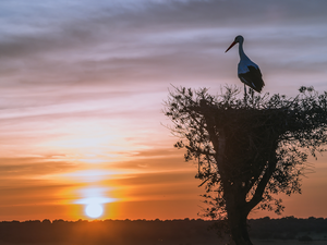 stork, Great Sunsets, nest, Bird, trees