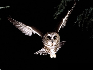 flight, Owl Tengmalm, Night