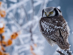 branch pics, owl, Northern hawk-owl