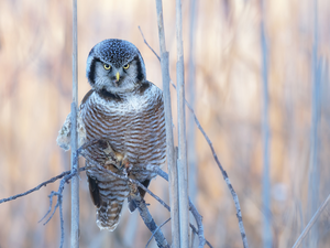 Bird, Twigs, rapprochement, Northern hawk-owl